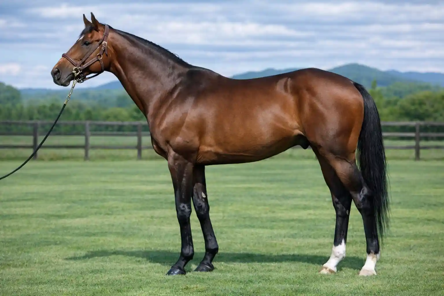 ジャスタウェイ産駒の特徴と傾向まとめ