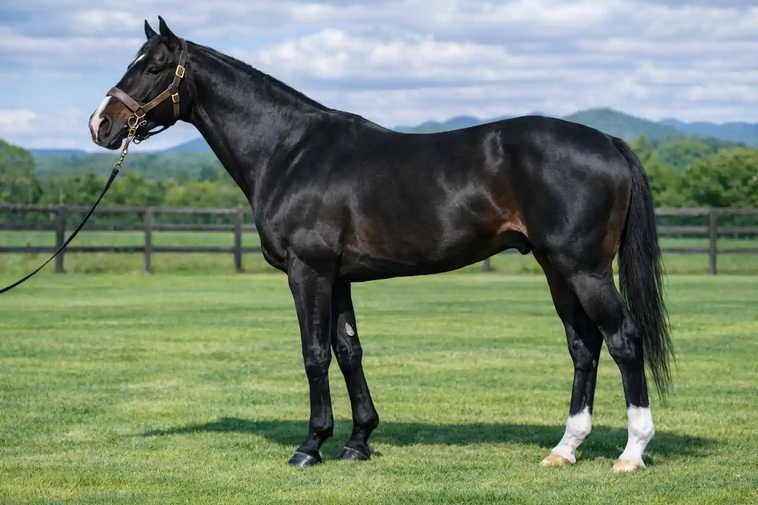 ホッコータルマエ産駒の特徴と傾向まとめ