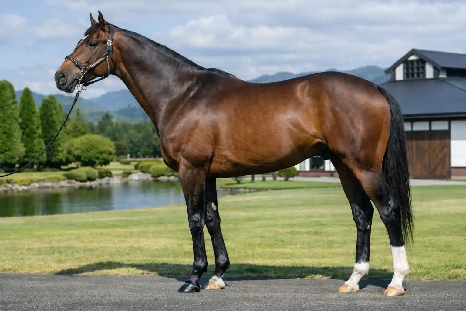 アルアイン産駒の特徴と傾向まとめ