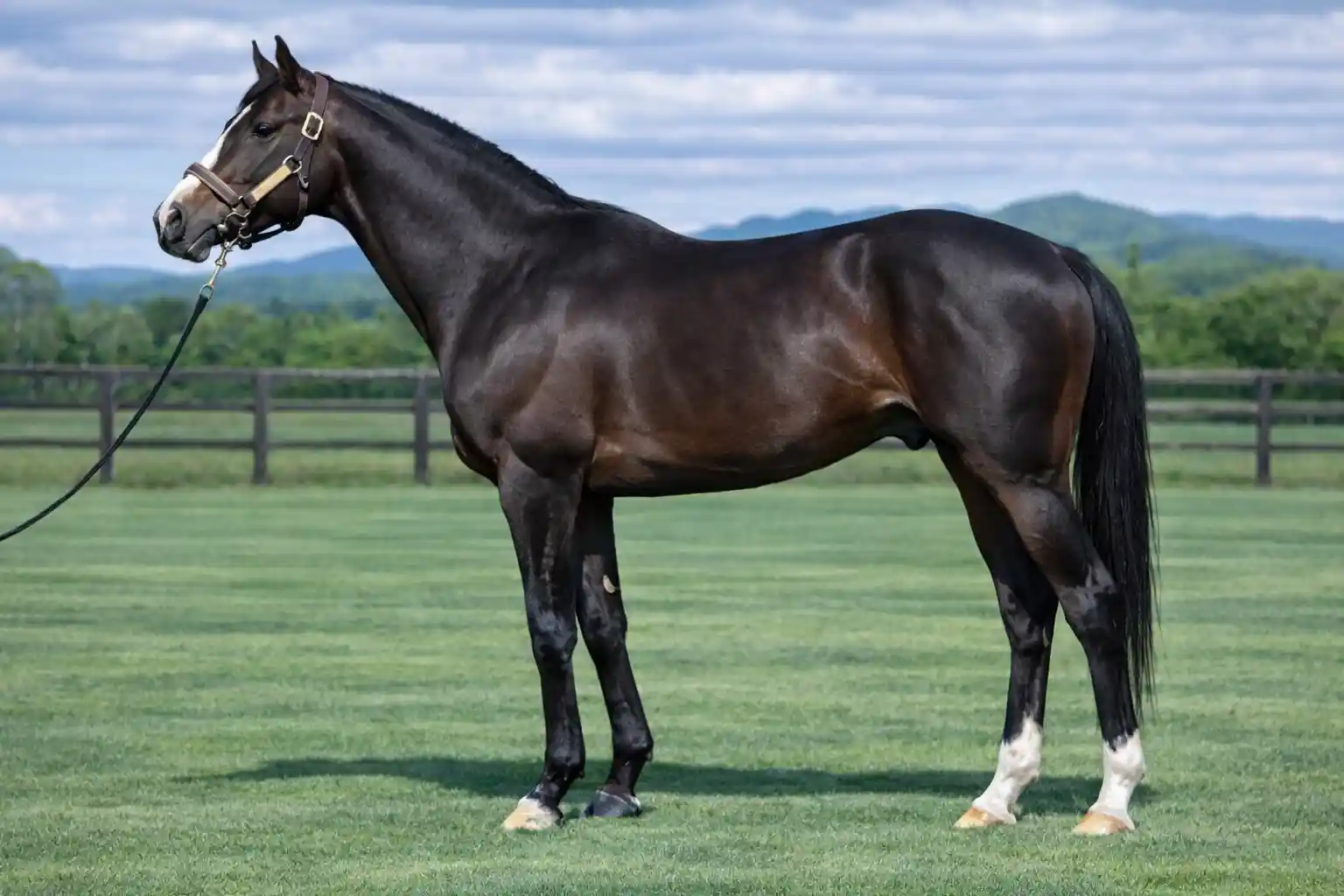 ミッキーロケット産駒の特徴と傾向まとめ