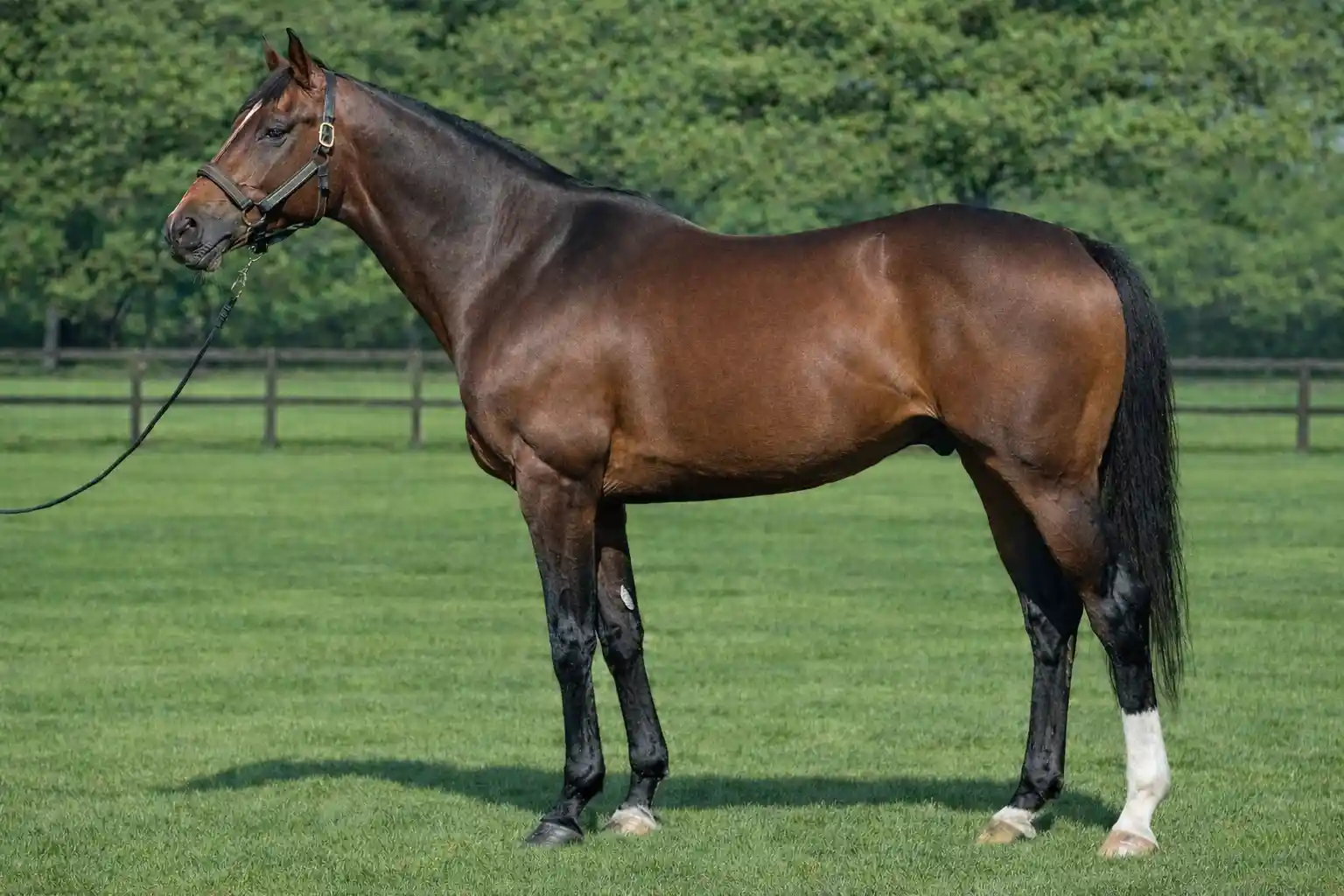 ハービンジャー産駒の特徴と傾向まとめ