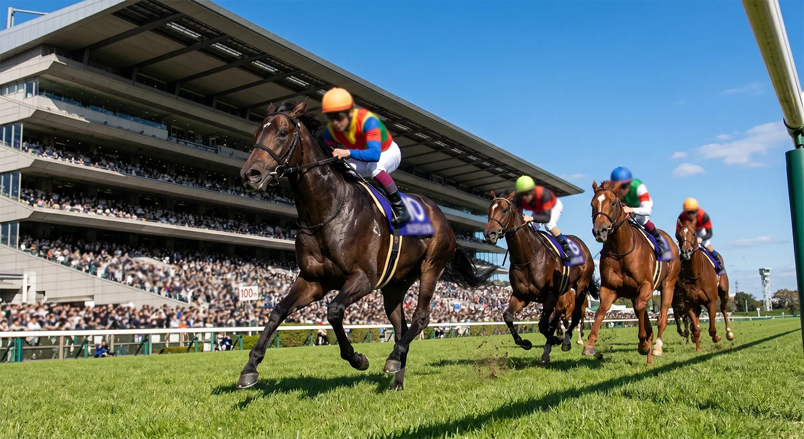 東京芝1800m コース攻略データ｜毎日王冠・共同通信杯の舞台を実データで解剖【2026年最新版】
